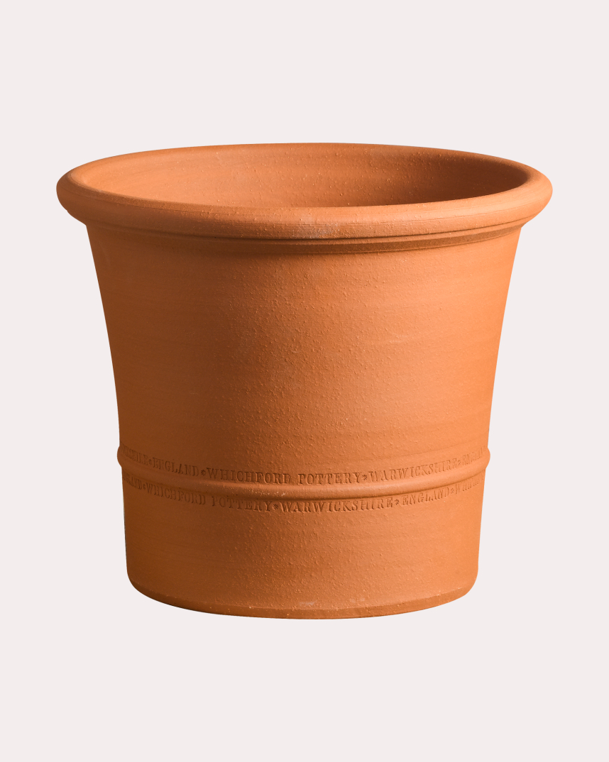 Buxus 644