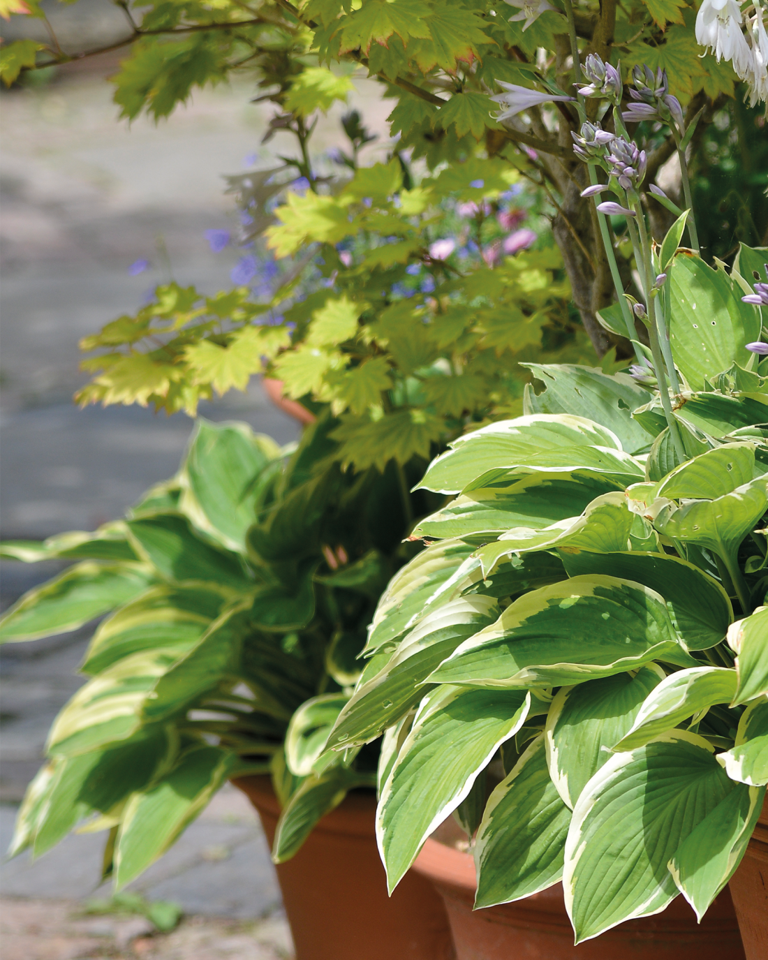 Hosta Pot Whichford Pottery